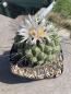 Preview: Thelocactus phymatothelos